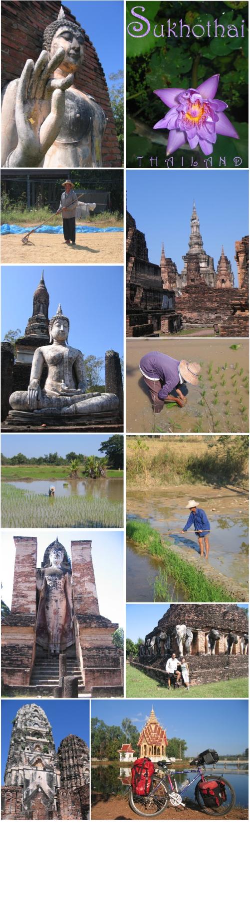 A photo collage of images from Sukhothai, Thailand with several Buddhas and rice cultivating farmers.